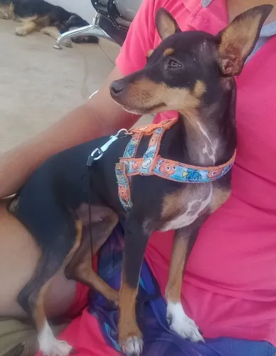 Vende-se casal de pincher 