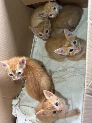 Doa-se gatinhos