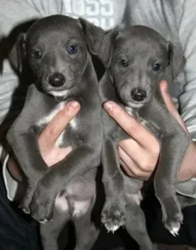 Galgo Italiano 
