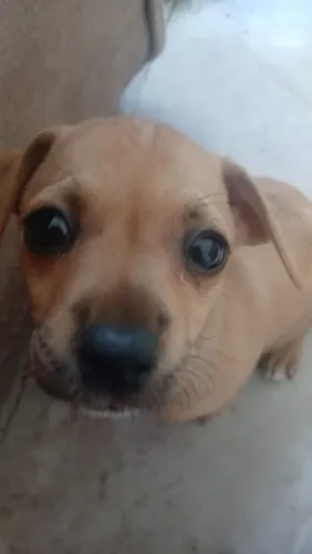 Doação cachorro