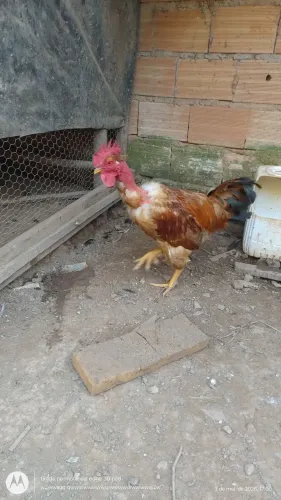Frangos