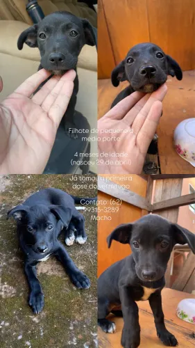 Doação filhote de cachorro pequeno/medio
