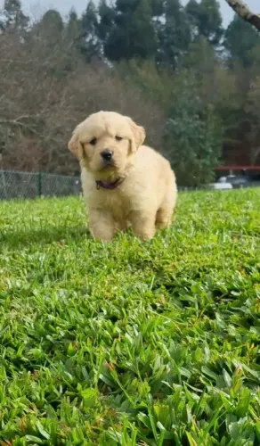 Golden retriever fêmea a cor dourada com 63 dias vacinada e com pedigree -Alberto