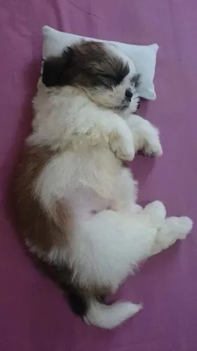 Filhote de Shih Tzu uma pérola 