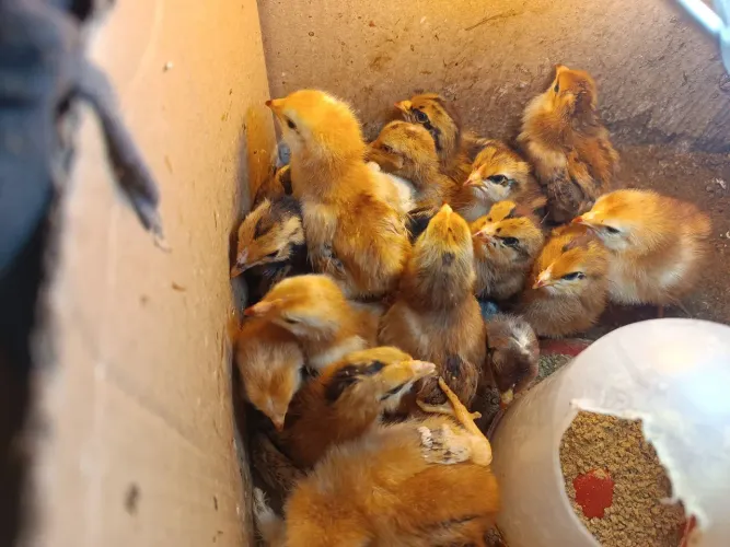 Pintinhos Embrapa com Rodhia 