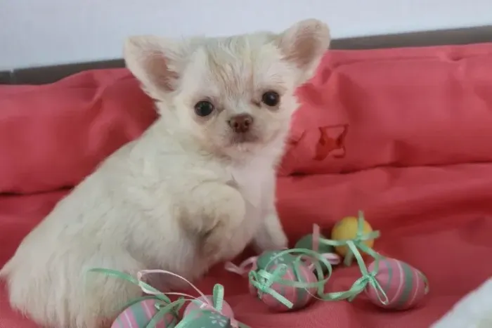 Chihuahua maravilhoso, e doceis, ideal para crianças