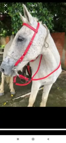 Cavalo manso ideal pra criança