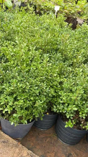 Mudas de Buxinho para Jardim