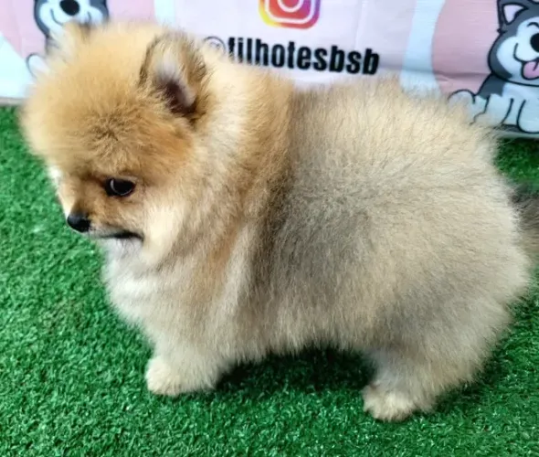spitz alemão com pedigree