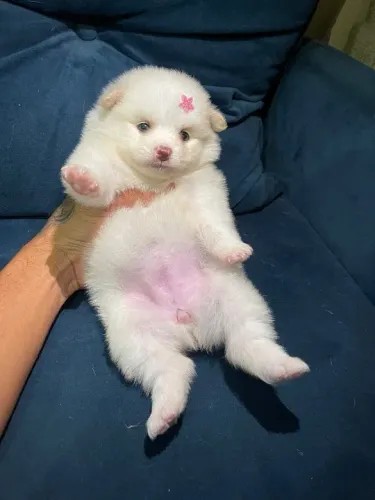 Spitz alemão anão / Lulu da pomerania anão 