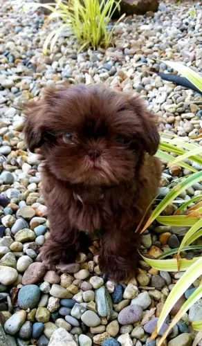 Filhotes de Shih-Tzu, me olhe com a mesma paixão