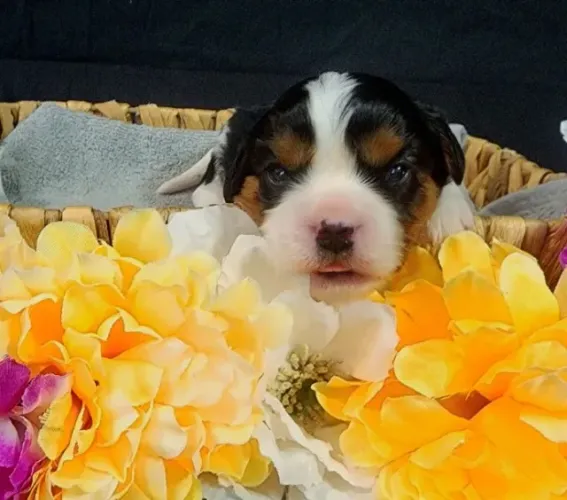 Cavalier King Charles macho saudável, dócil e com manual