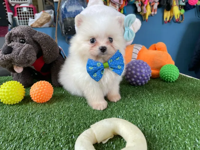 Lulu da Pomerânia macho com gravata azul e verde 