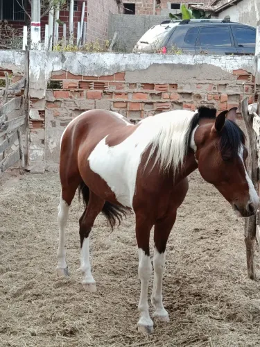 Cavalo manga larga marchador 