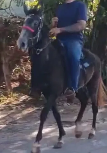 Cavalo