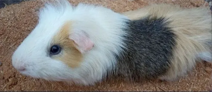 Porquinho da india