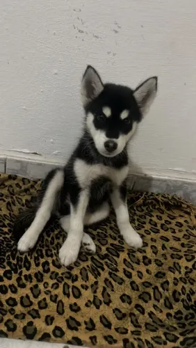 Filhote de husky siberiano