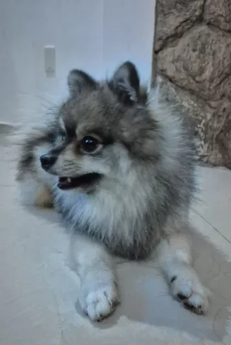 Spitz alemao