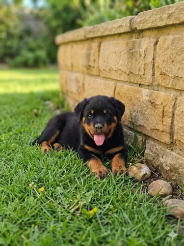 Rottweiler Puro - Filhotes Selecionados - R$ 900