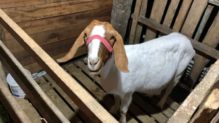 Cabra cabrita 