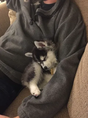 Husky siberiano Uma opção disponível para quem quer decidir agora