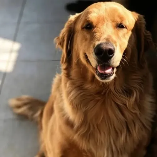 Golden europeu 