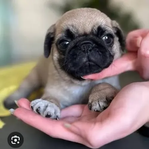 Pug belos exemplos de fofuras 