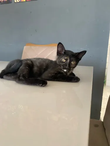 Doa-se gatinha