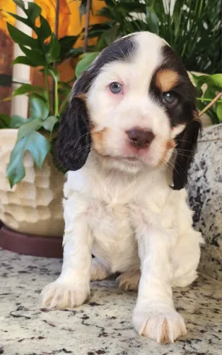 Cocker Spaniel Inglês disponível para conhecer