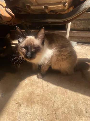 Gatinha fêmea para adoção