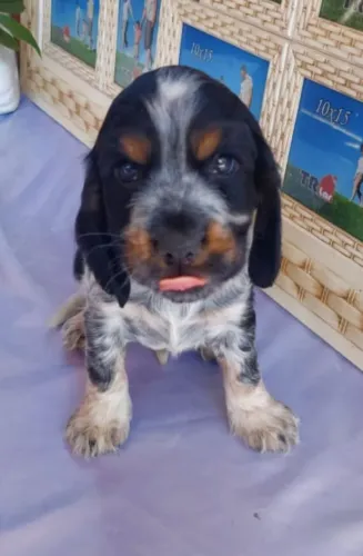 Cocker Spaniel Inglês