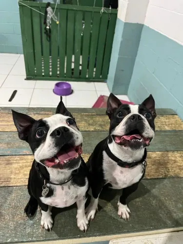 Boston terrier filhotes