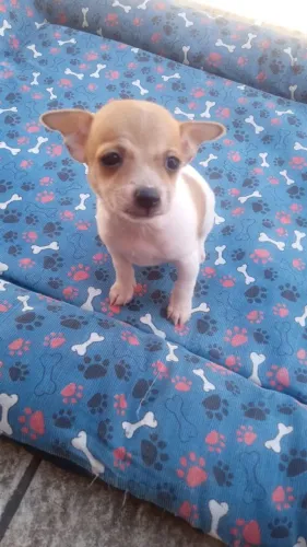 Filhote Pinscher Macho
