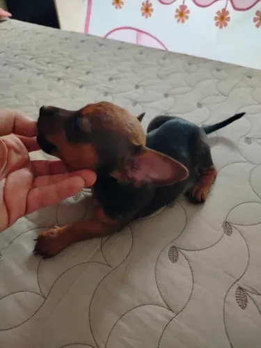Pinscher 1 macho