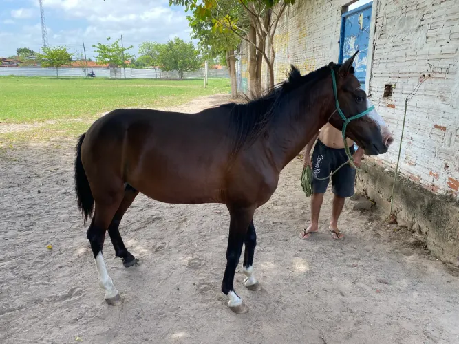 Cavalo castanho forte e bem cuidado - ótimo porte