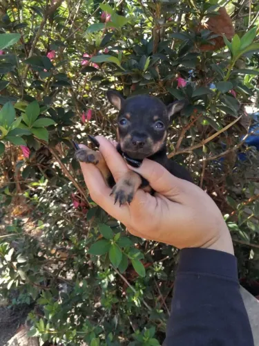 Pinscher MACHO Padrão 000(verdadeiro) ideal para clientes exigentes . 