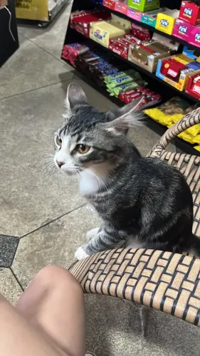 Gatinho para adoção 