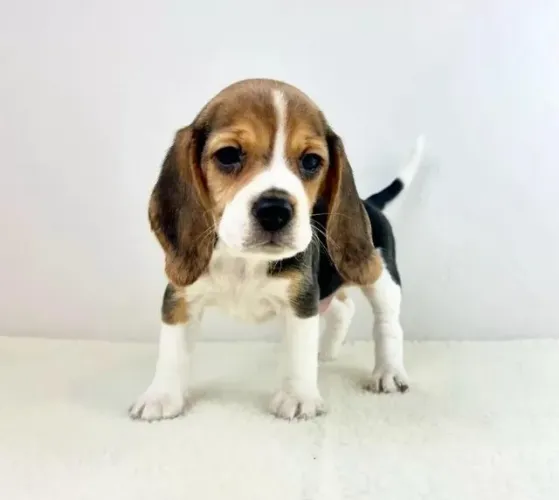 Filhotes de Beagle | Companheiros para todas as horas.