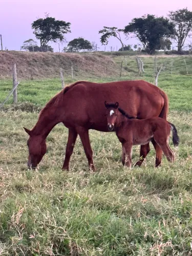 Potra mangalarga baixeira parida de portinha fêmea (égua)