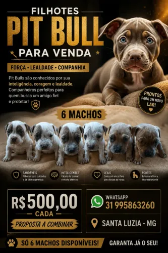 Filhotes Pit Bull