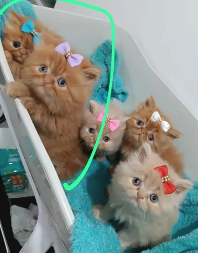Gato persa