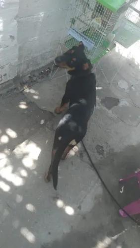 Doação de rottweiler