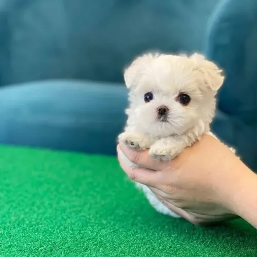 Filhote de cachorro Maltês companheiro leal de pelagem densa