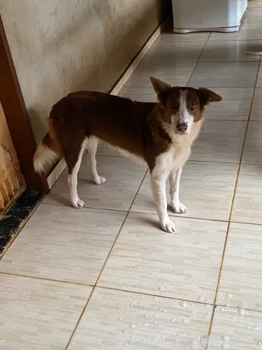 Doa se borde collie fêmea