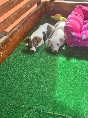 Jack Russel Terrier | Seu novo parceiro está aqui - Chama no WhatsApp 