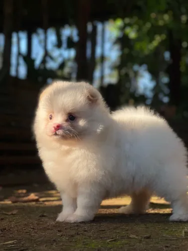 Lulu da Pomerania Anão