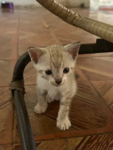 Gatinhos pra adoção 