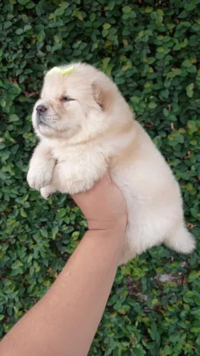 chow chow a venda macho e fêmea