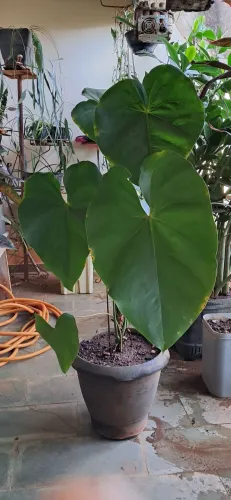 PLANTA, ANTURIO BATMAN
