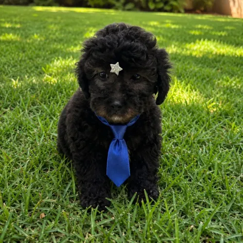 Poodle preto cor rara